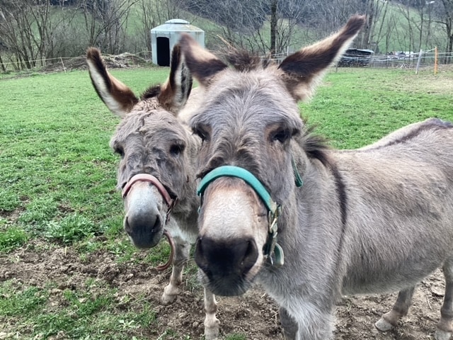 Découverte et activités à la ferme Treilocrêt