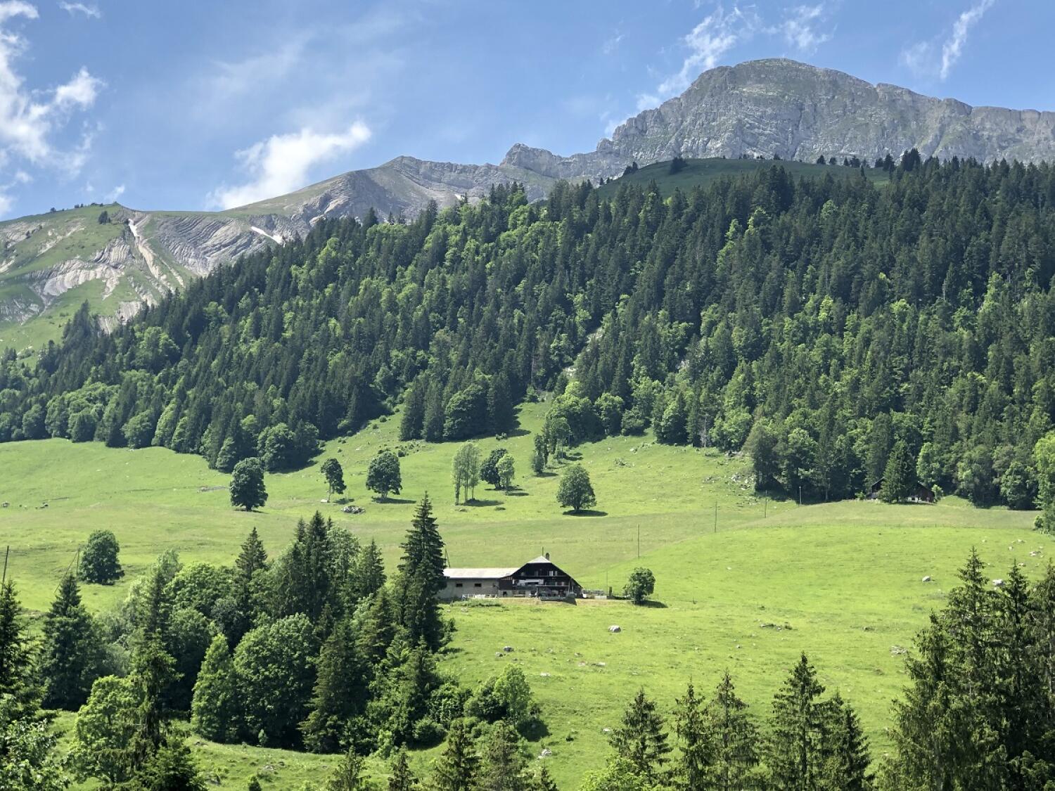 Ronde d'alpage à la Cluse